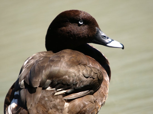 HardheadDuck_1735.jpg