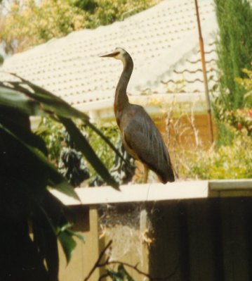 Heron02_.JPG