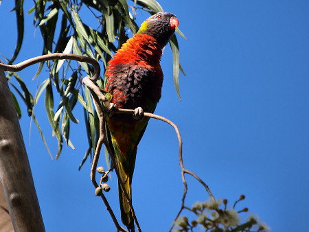 Lorikeet_P8240781.jpg