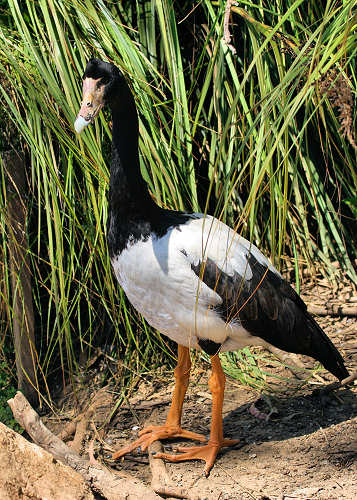 MagpieGoose_5324.jpg