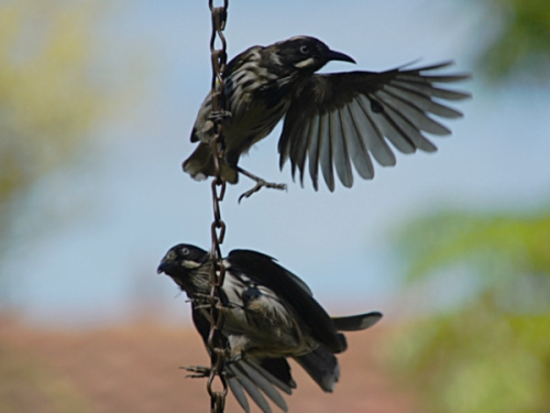 NewHollandHoneyeater_DSC01099.jpg
