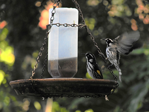 NewHollandHoneyeater_DSC01271.jpg