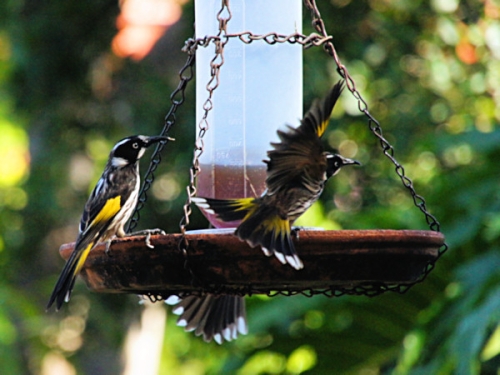 NewHollandHoneyeater_DSC01280.jpg