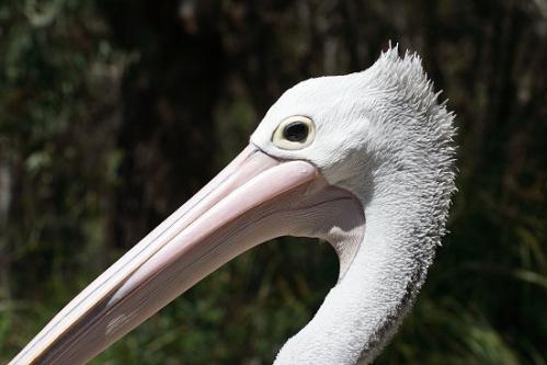 Pelican_5318.jpg