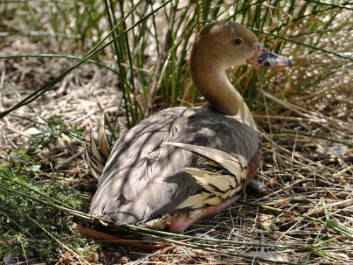 PlumedWhistlingDuck_1754.jpg