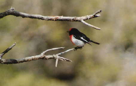 Robin08.JPG