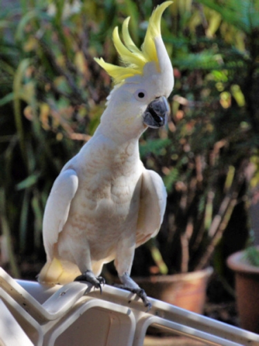 SulphurCrestedCockatoo_DSC00203.jpg
