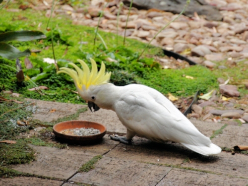 SulphurCrestedCockatoo_DSC00219.jpg