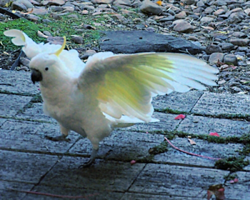 SulphurCrestedCockatoo_DSC00347.jpg