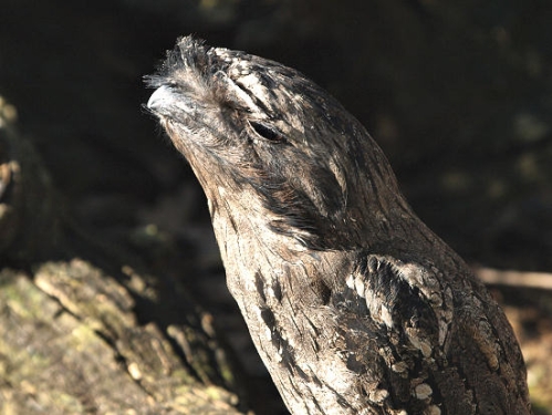 TawnyFrogmouth_0083.jpg