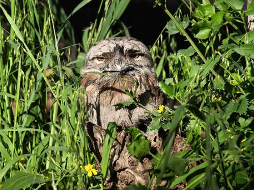 TawnyFrogmouth_0088.jpg
