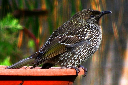 _BrushWattlebird_0699.jpg