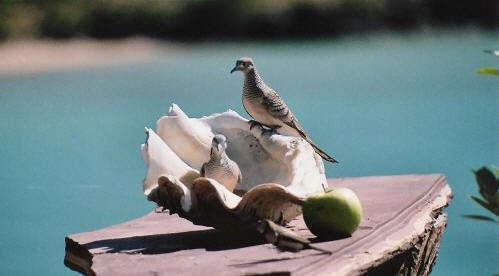 peacefuldoves0343.jpg