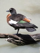 AustralianShelduck_5412
