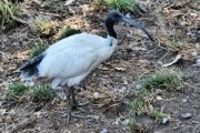 AustralianWhiteIbis_P3031521