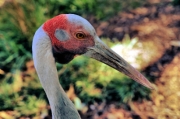 Brolga_P3031526