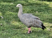 CapeBarrenGeese_5271