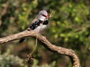 DiamondFiretail_0066