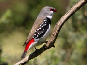 DiamondFiretail_1776