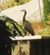 Heron02_