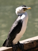 LittlePiedCormorant_1761