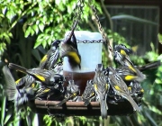NHHoneyeaters