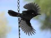 NewHollandHoneyEater_DSC01132