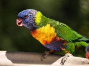 RainbowLorikeet_1682