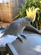 SulphurCrestedCockatoo_DSC00343