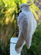 SulphurCrestedCockatoo_DSC00360