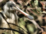 YellowBilledSpoonbill_1721