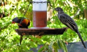 _BackyardBirds_0504