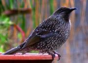 _BrushWattlebird_0691