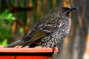 _BrushWattlebird_0699
