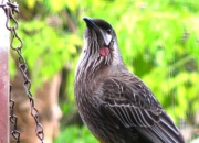 _RedWattleBird_0700