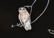 barkingowl0234