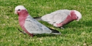 galah03a