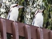 kookaburras01