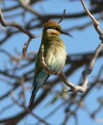 rainbowbeeeater-2OF3_20119